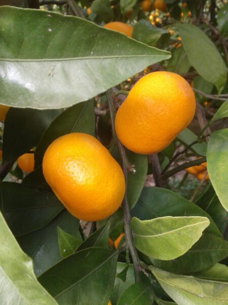 Satsumas